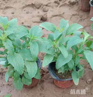 高度20厘米鼠尾草