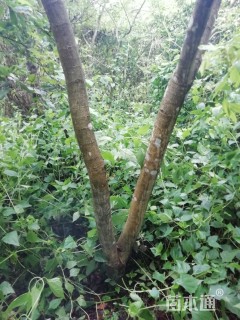 10公分海南黄花梨