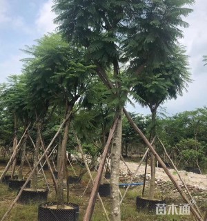 10公分蓝花楹