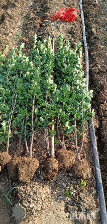 高度30厘米紫叶小檗