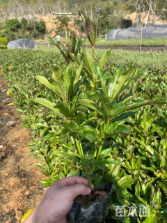 高度25厘米硬枝黄蝉