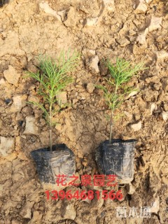 高度15厘米波斯菊