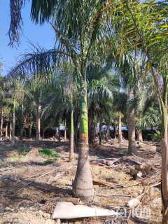 裸干高100厘米大王椰子