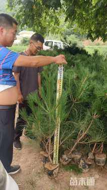 高度120厘米油松小苗