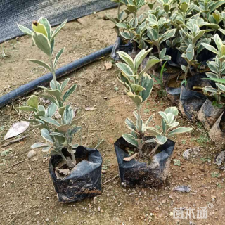 高度10厘米金边黄杨小苗