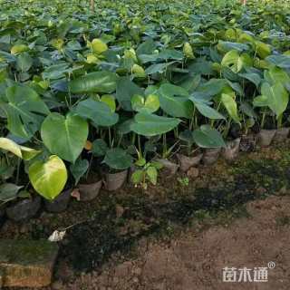 主蔓长20厘米穿孔龟背竹