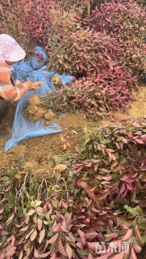 高度70厘米紫叶矮樱小苗