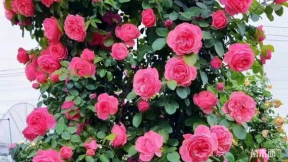 150厘米藤本月季