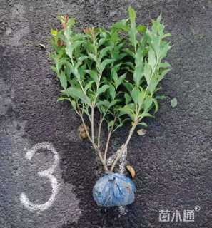 高度50厘米红王子锦带