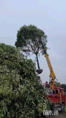 11公分大叶女贞