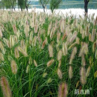 高度40厘米狼尾草