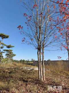 高度1200厘米丛生美国红枫