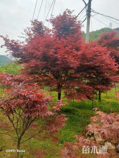 15公分中国红枫