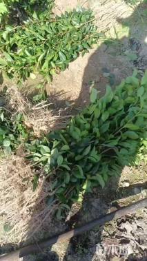 高度25厘米油茶