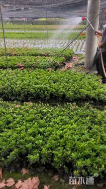 高度25厘米春鹃