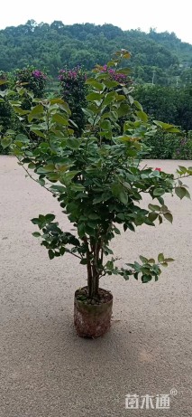 高度30厘米三角梅