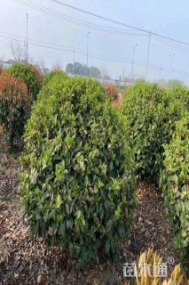高度100厘米欧洲荚蒾