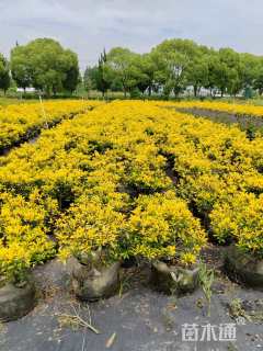 高度35厘米黄金枸骨