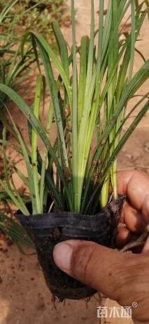 高度40厘米兰花