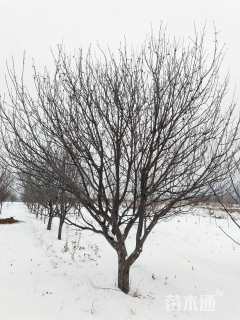 14公分八棱海棠