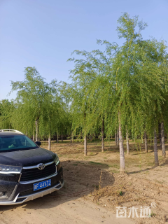 10公分金丝垂柳