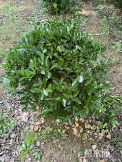 高度80厘米黄杨