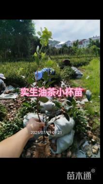 高度60厘米油茶小苗