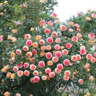 150厘米藤本月季