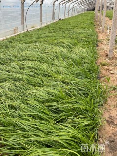 高度30厘米矮蒲苇