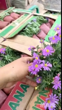 高度15厘米姬小菊