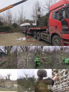 60公分造型紫薇