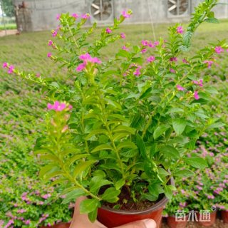 高度50厘米萼距花