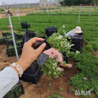 高度35厘米白花三叶草