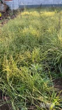 高度56厘米斑叶芒