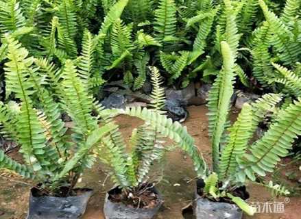 高度30厘米肾蕨
