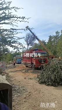12公分樱花