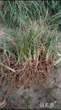 高度20厘米细叶麦冬草