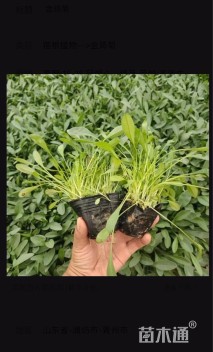 高度15厘米金鸡菊