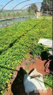 高度20厘米木春菊