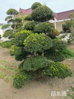 高度200厘米黄杨