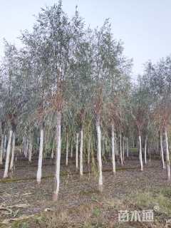 12公分金丝垂柳