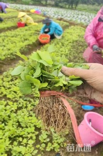 8公分连香树
