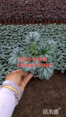 高度15厘米矾根