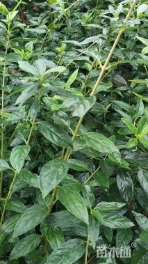 高度30厘米连翘