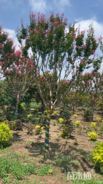 高度460厘米红花紫薇