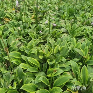 高度100厘米棣棠