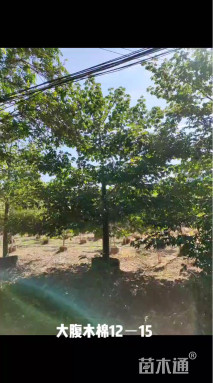 15公分大腹木棉