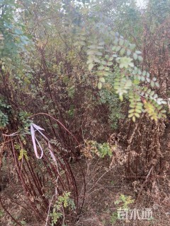 高度180厘米黄刺玫