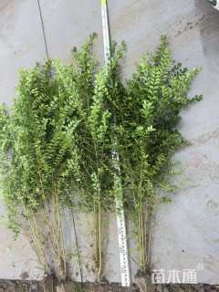 高度80厘米小叶女贞