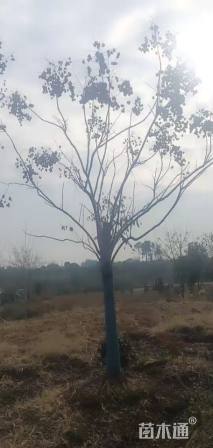 16公分栾树